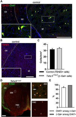 Camk2a-Cre and Tshz3 Expression in Mouse Striatal Cholinergic Interneurons: Implications for Autism Spectrum Disorder